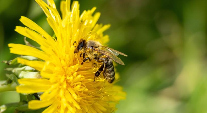 Napsütés vagy ború? Az időjárás most kettős arcát mutatja