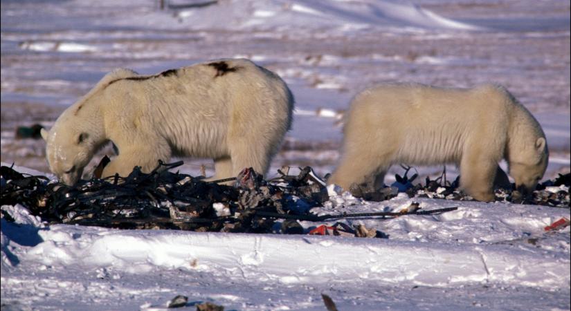 Egy kifejlett jegesmedve súlyának megfelelő hulladékot termel minden magyar egyetlen év alatt