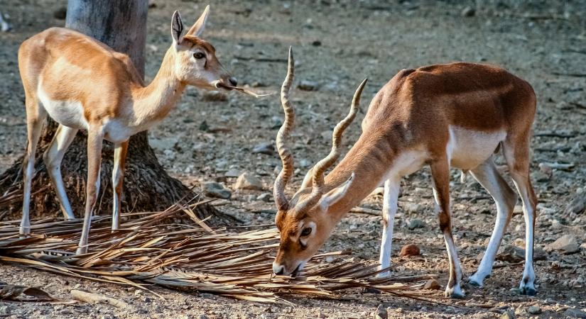 Lelőttek egy antilopot a bécsi állatkertben