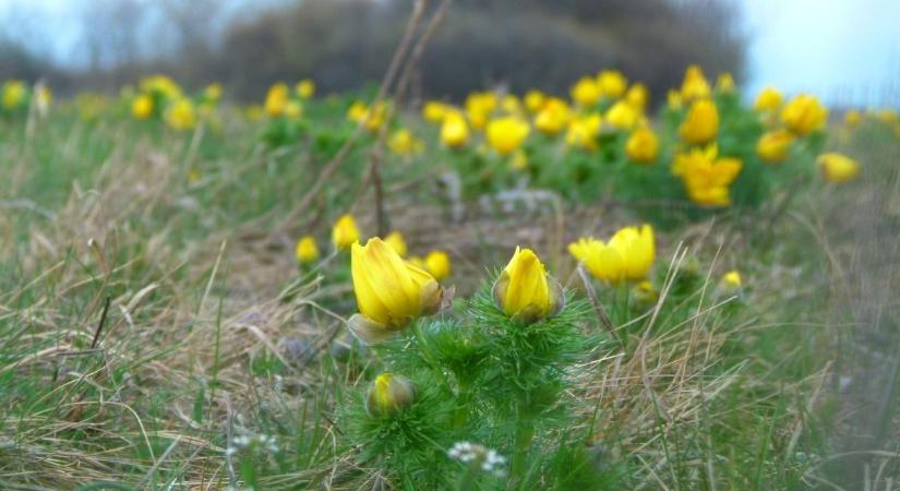Sárgába borult a Kiskunság: most érdemes kirándulni, ilyen csodát ritkán látni!  fotók