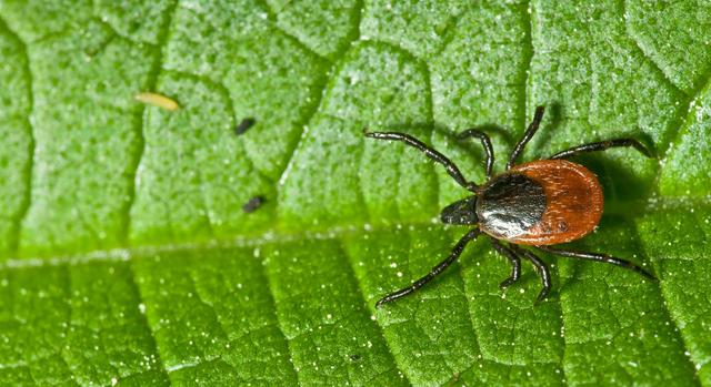 Lyme-kór veszély: ezt sokan elrontják kullancscsípés után