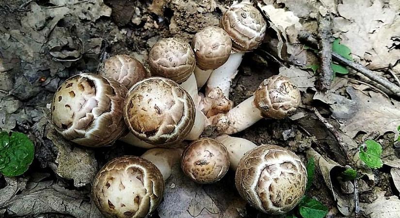 Ritka kincsre bukkanhatunk Zalában – még a tapasztalt gombászok is meghökkennek
