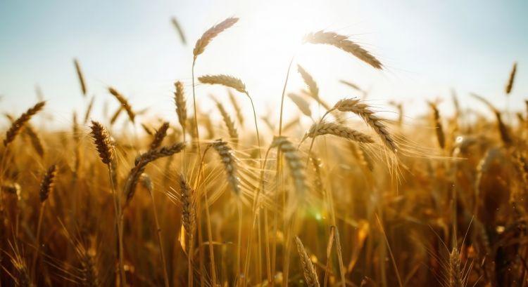 Hároméves csúcs közelében a brit búza