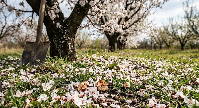 Miért hullik le a virág a gyümölcsfáról? Nem mindig tragédia, de ezt figyeld áprilisban