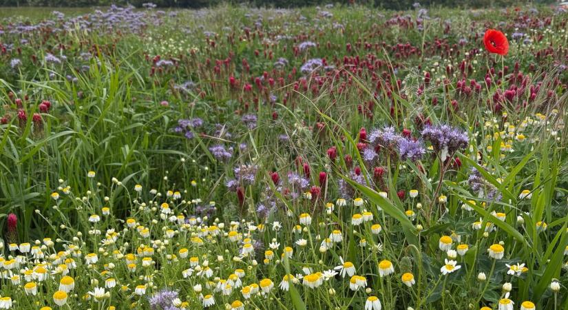 Zöldtrágyázás rendszerszinten: több mint talajtakarás