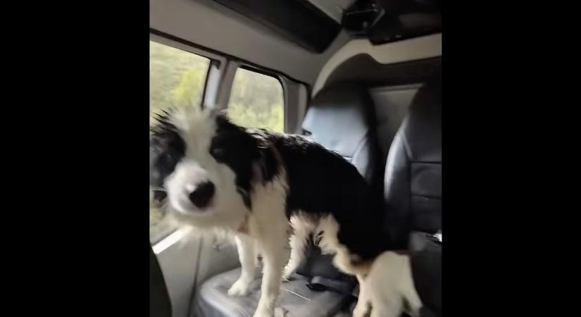 Helikopterrel menekítették ki az új-zélandi hegyekből a sérült gazdájára váró border collie-t