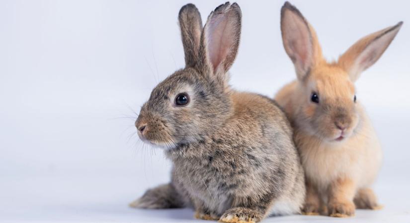 NyusziSTOP: ideje lenne elfelejteni húsvétkor az élőállat ajándékozást