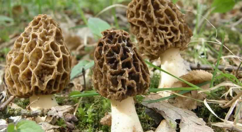 Gombaimádók figyelem! Idén talán bőkezű lesz velünk a természet