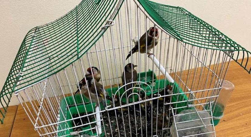 Madarakkal bukott le a határon egy sofőr