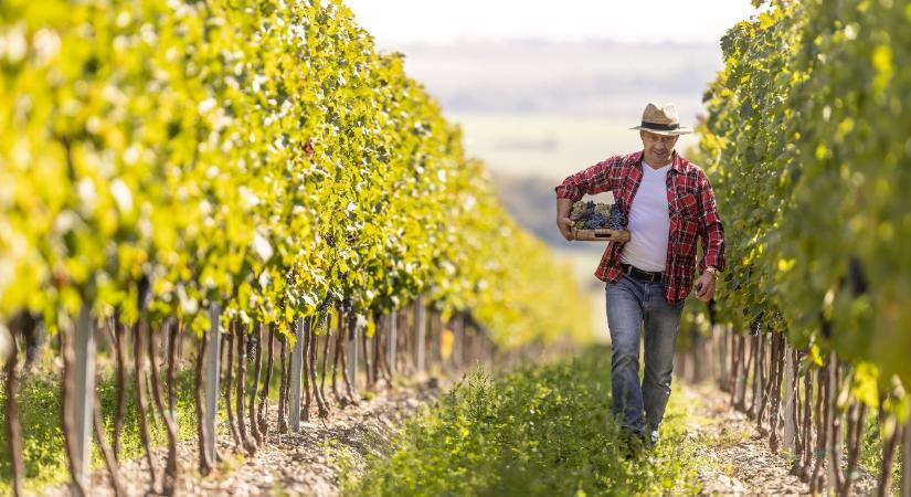 Szőlő a klímaváltozás árnyékában: fenológia és növényvédelem kéz a kézben