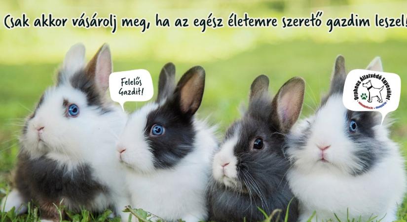 Húsvéti NyusziSTOP: ne legyen élő állat az ünnepi ajándék