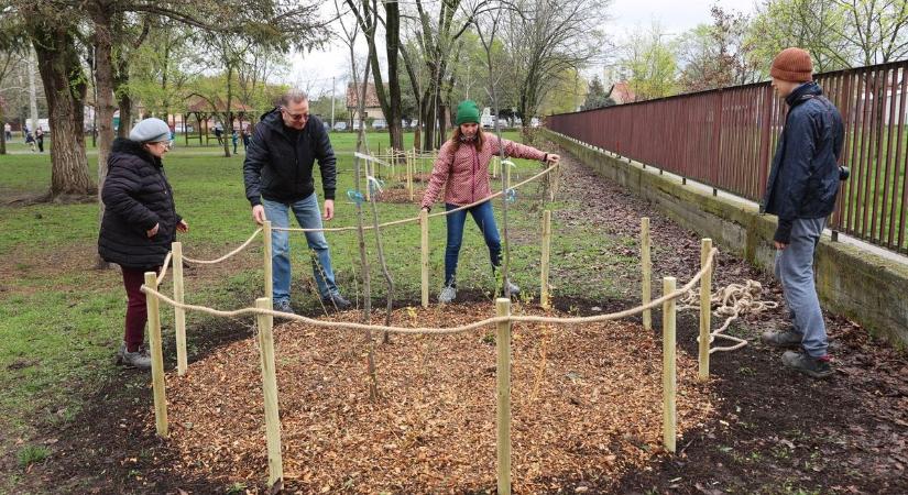 Egymillió forint értékben kapott növényeket az udvarra a Bonifert iskola