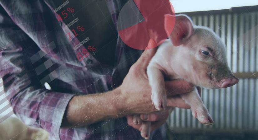 Milliárdos gyorssegély a sertéstartóknak: így maradhatnak talpon a gazdák
