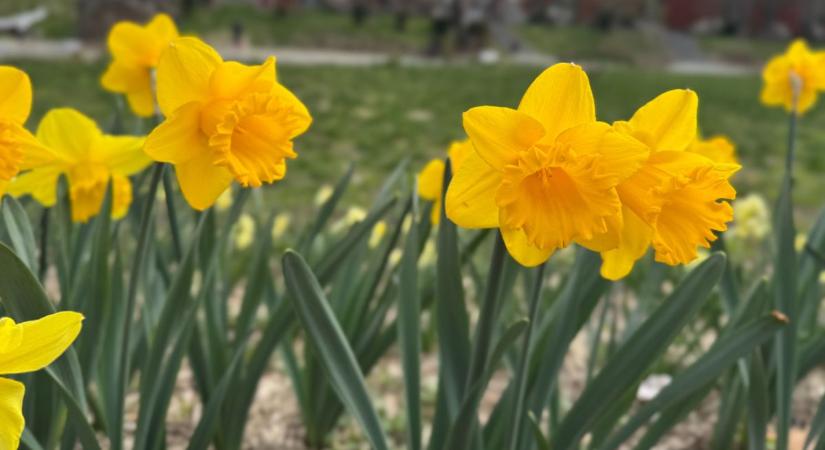 Újra kopogtat a tavasz: fordulat az időjárásban