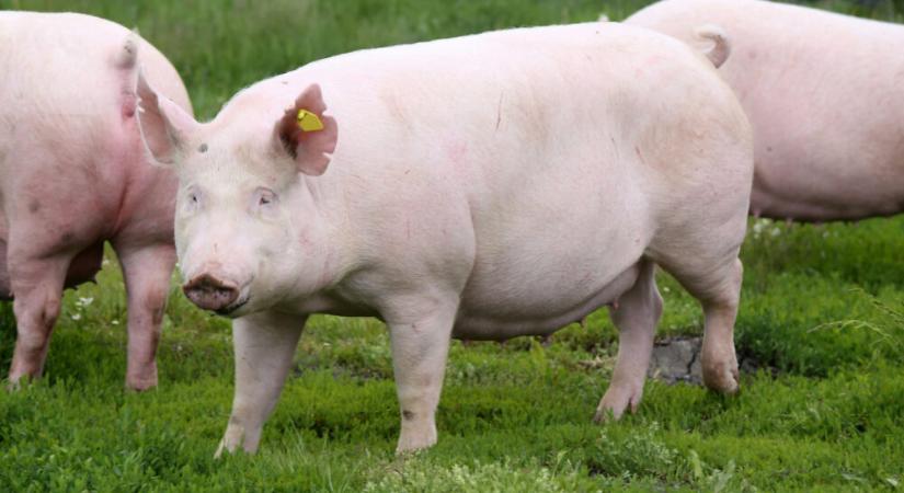 Újabb segítséget kapott a sertéságazat