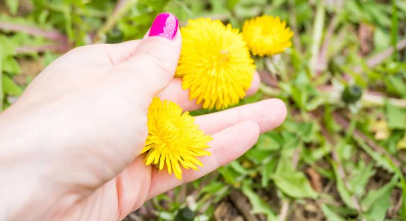 Virágzik a pitypang – gyűjts, amennyit csak bírsz, később megköszönöd magadnak