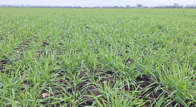 Gyengébb alapokkal indult a tavasz az őszi vetésű állományokban!