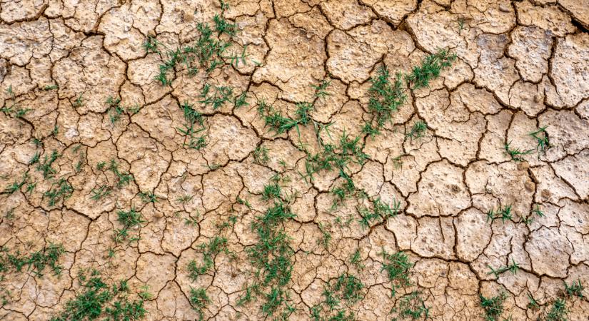 Hetek óta erre vártak a magyar gazdák: de sokaknak csalódniuk kellett