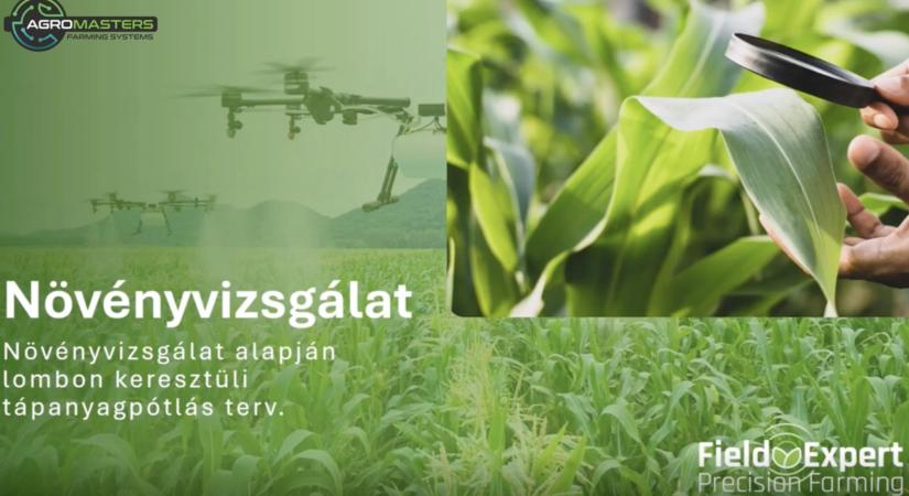 BIZONYTALAN TÁPANYAGFELVÉTEL? – Nem hasznosult a műtrágya a csapadékhiány miatt?