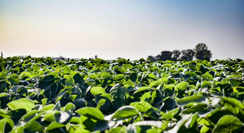 Nőhet az EU-ban a szója vetésterülete