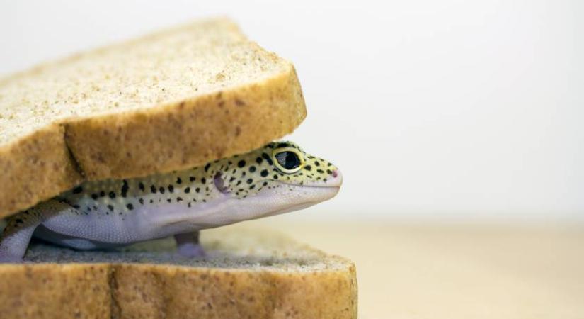 Popcorn és krumplipüré: 6 bizarr alapanyag, amit szendvicsbe tömtek