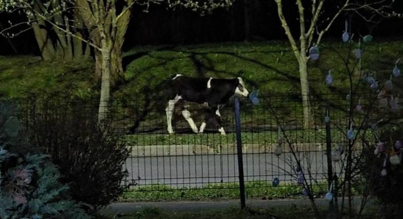 Ez nem áprilisi tréfa! Éjszakai túrára indult egy kóbor borjú a zalai városban (videó)