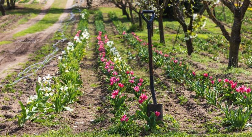 Pánik a kertben: nem is tudtad, hogy ezek a tavaszi virágok megmérgeznek – bármi van, gyereket, kutyát oda ne engedj