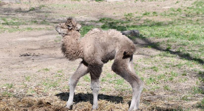 Púpos újszülött olvasztja meg a szíveket Miskolcon