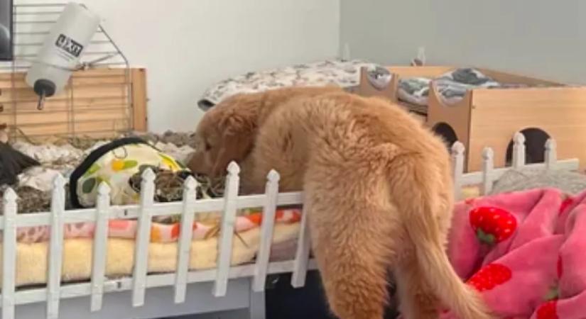 Mindig beoson a tengerimalac ketrecébe a golden retriever kölyök: az oka imádnivaló