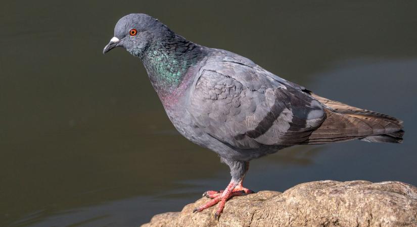 A befogott galambok nem térnek vissza Makóra, ígérik a megbízott szakemberek