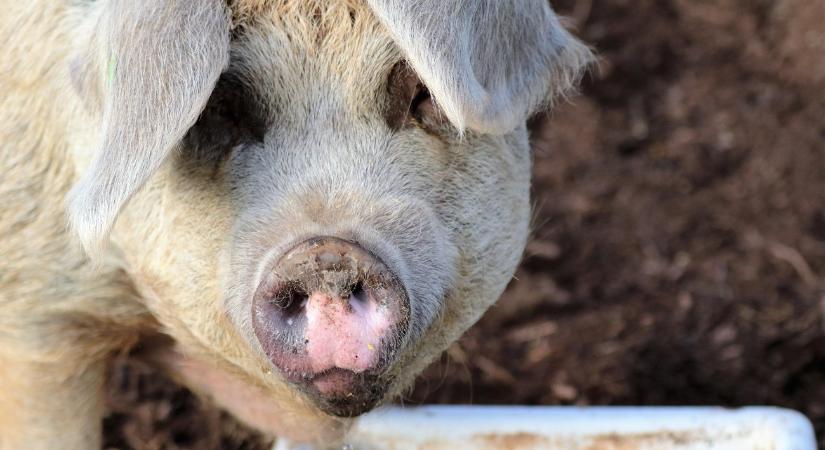 Jó hír a sertéstenyésztőknek