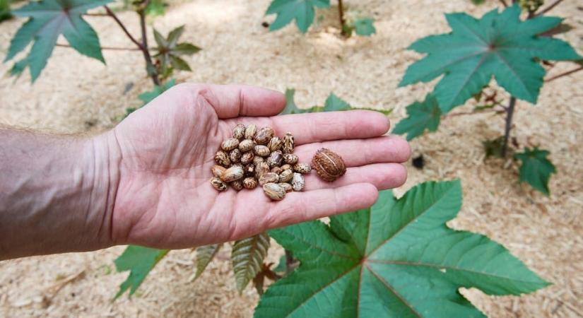 Anya és 15 éves lánya is meghalt: ételmérgezésnek tűnt, de már gyilkosság miatt nyomoznak Olaszországban