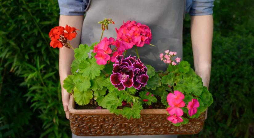 Mikor vidd ki a muskátlit tavasszal a kertbe? Itt a válasz!