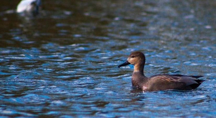 Milliárdos természetvédelmi fejlesztések indulnak Fejérben – ilyen átalakulás jön a hazai élőhelyeken