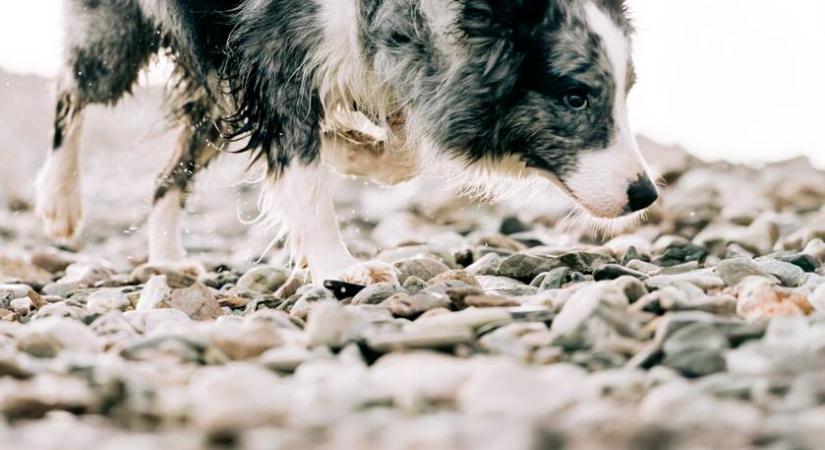 Megható pillanat: egy hét után került vissza a gazdájához a vízesésbe zuhant kutya