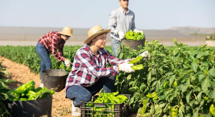 Munkaügyi hiba is viheti a támogatást