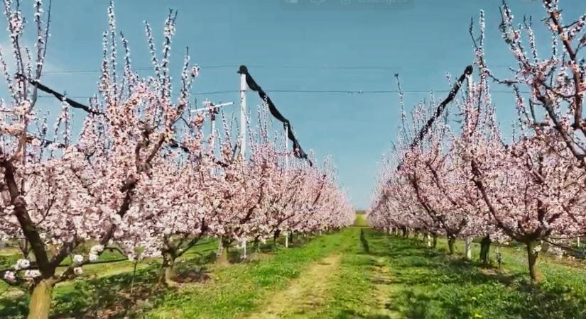 Fagyvédelem szélgépekkel: tévhitek helyett működő megoldások  VIDEÓ