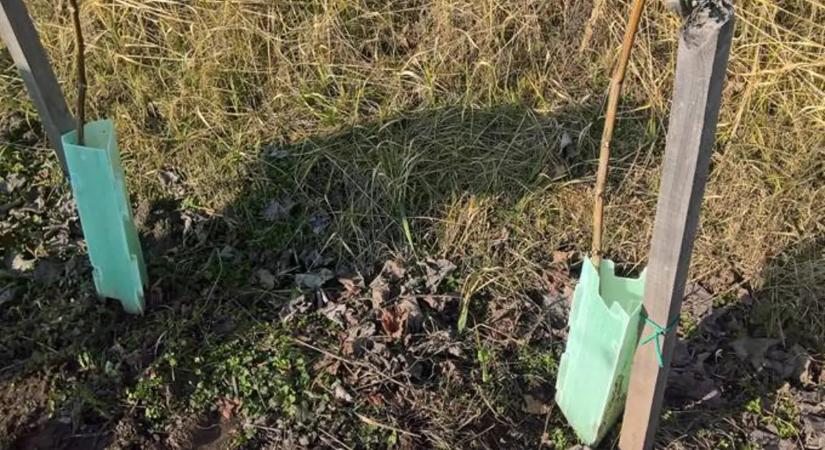 Szőlő- és gyümölcsfatelepítés tavasszal