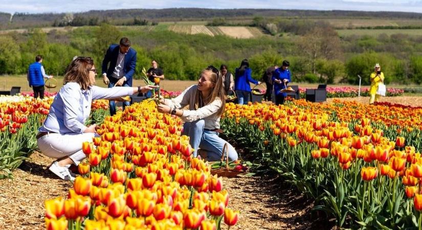 Hihetetlenül gyönyörű! Egymillió tulipán borítja be a dombokat, színpompás tulipánszüret indul a Balatonnál