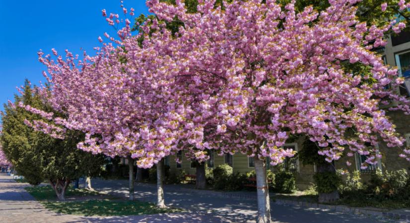 Cseresznyevirágzás Budapesten: 5 hely, ahol tavasszal rózsaszínbe borul a város