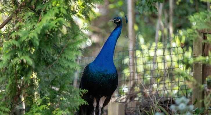 Titokzatos páva hódítja meg egy közösség lakóinak szívét