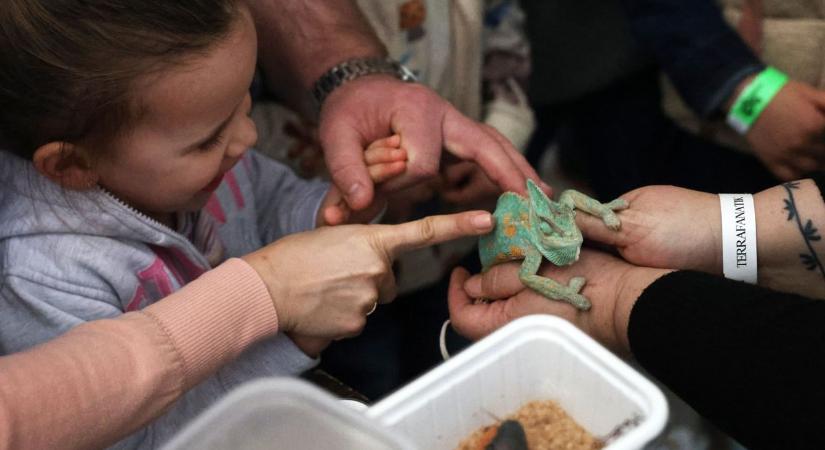 Különleges hüllővel sétáltak be a kaposvári állatorvoshoz – volt meglepetés