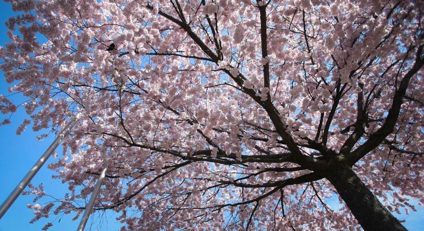 Elő az esernyőkkel, aztán a napszemüvegekkel! Mutatjuk, melyik nap lesz a legjobb a húsvéti locsolkodáshoz
