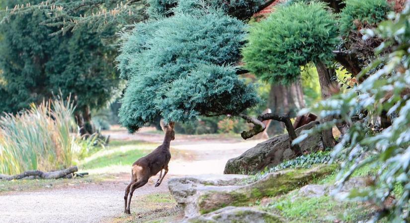 Bezárták az ország egyik legszebb arborétumát