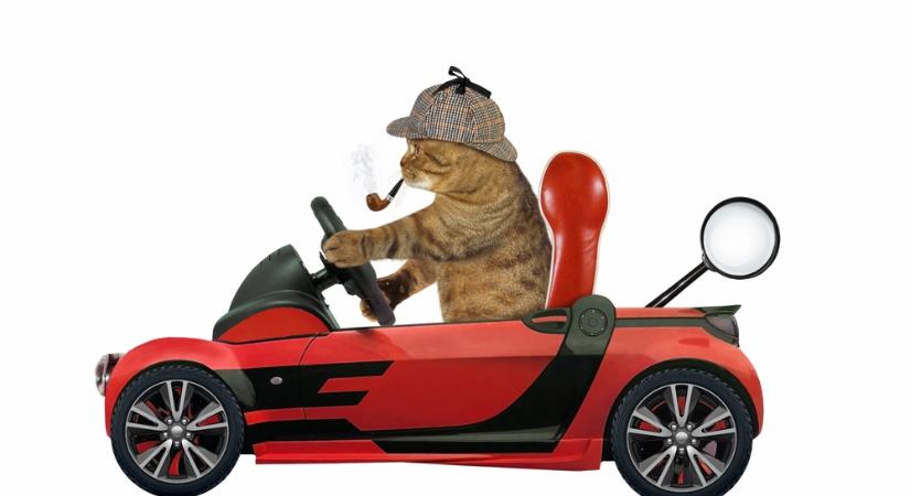 Kutyajogsi után megérkezett a Macskajogsi