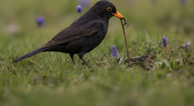 Az eső eltörölte a tűzgyújtási tilalmat