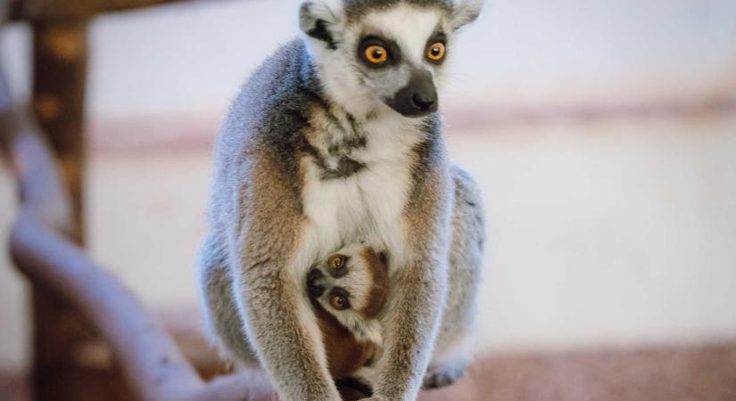 Emufiókák keltek ki, tarajos sülök és gyűrűsfarkú makik születtek a Marosvásárhelyen