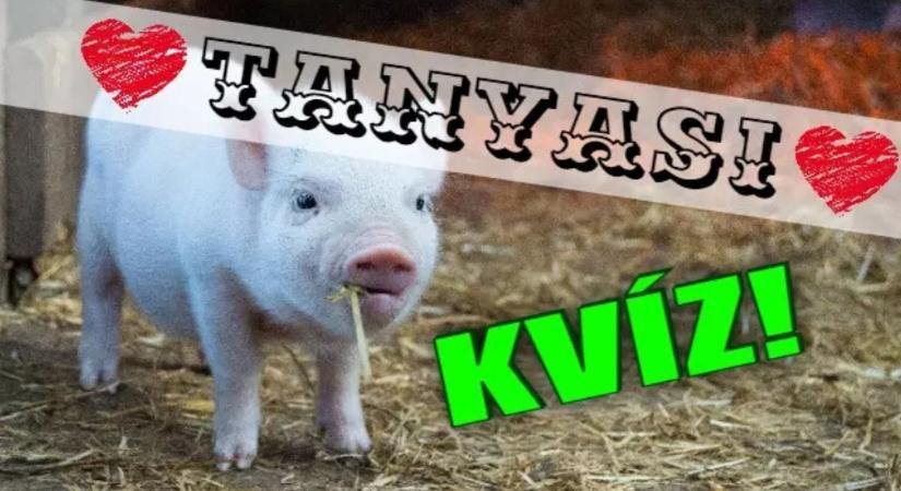 Háztáji állatok kvíz: Mennyi fogalmad van a tanyasi életről? Lássuk a tudásod!