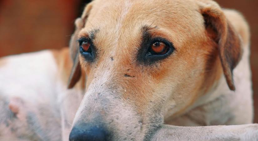 Állatkínzások Vas vármegyében: brutális esetekről számolt be a rendőrség