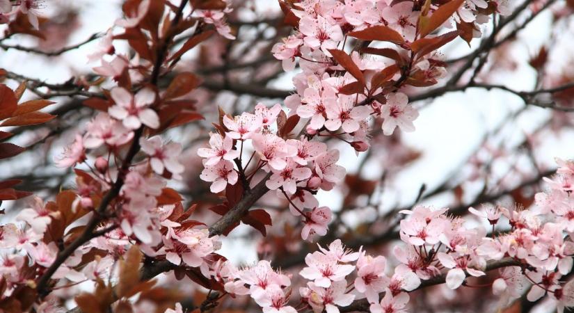 Húsvétkor beköszönt az igazi tavasz
